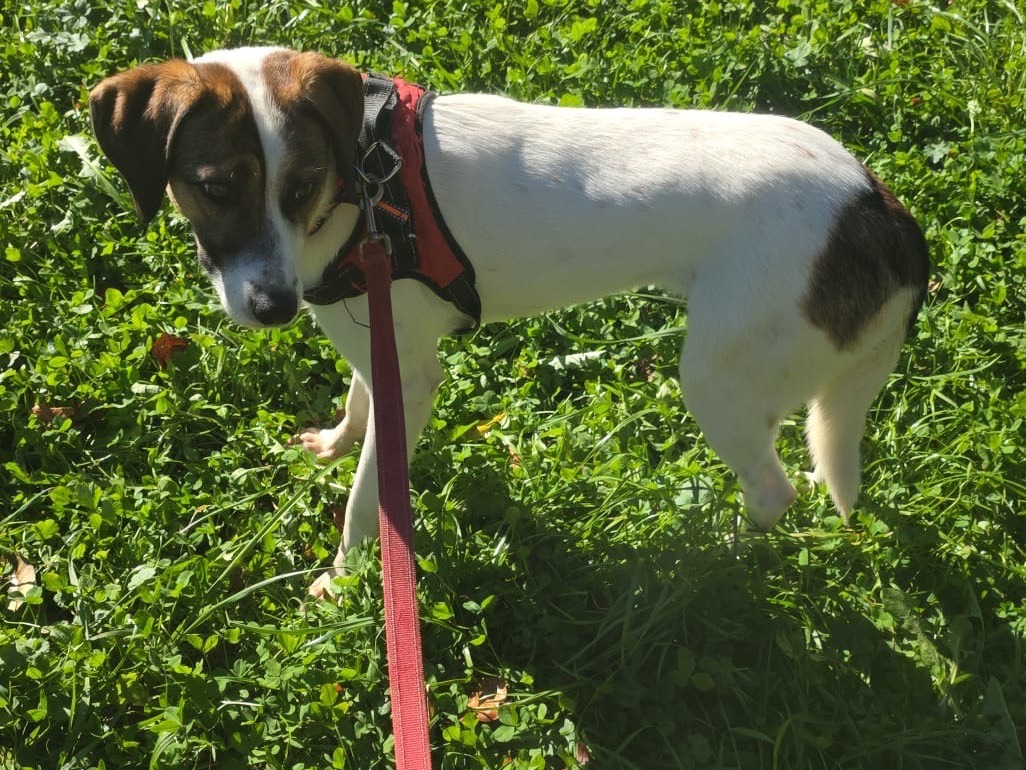 Vuoi adottare un cane a Bergamo?