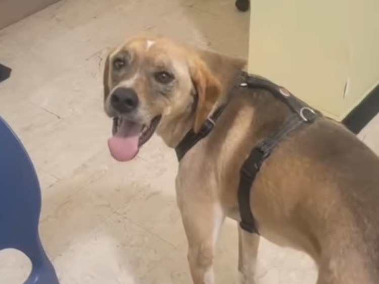 Adozione cane, maschio, Razza sconosciuta Razza sconosciuta, 4 anni e 7 mesi, taglia media, Milano