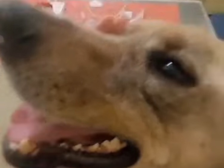 Adotta un cane, maschio, 4 anni e 7 mesi, Milano