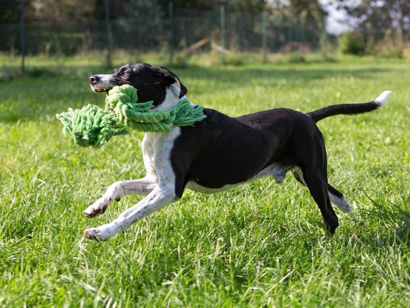 Adozione cane, maschio, Razza sconosciuta Razza sconosciuta, 8 anni e 6 mesi, taglia media contenuta, Bergamo