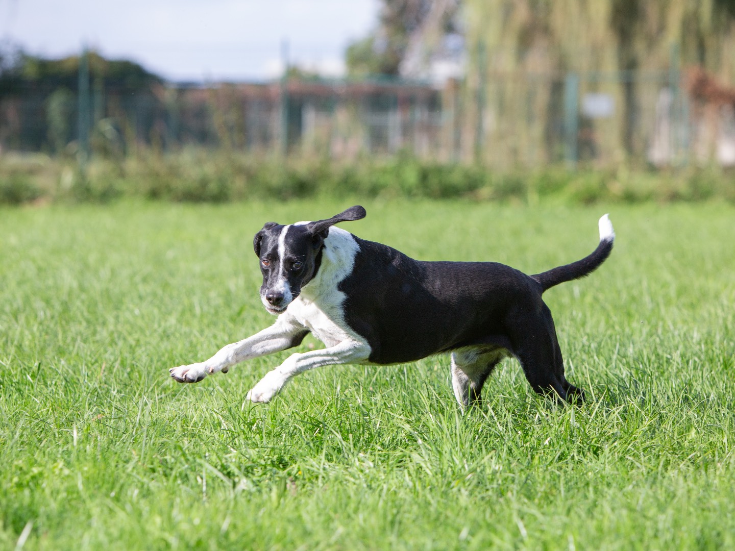 Adotta un cane, maschio, 8 anni e 6 mesi, Bergamo