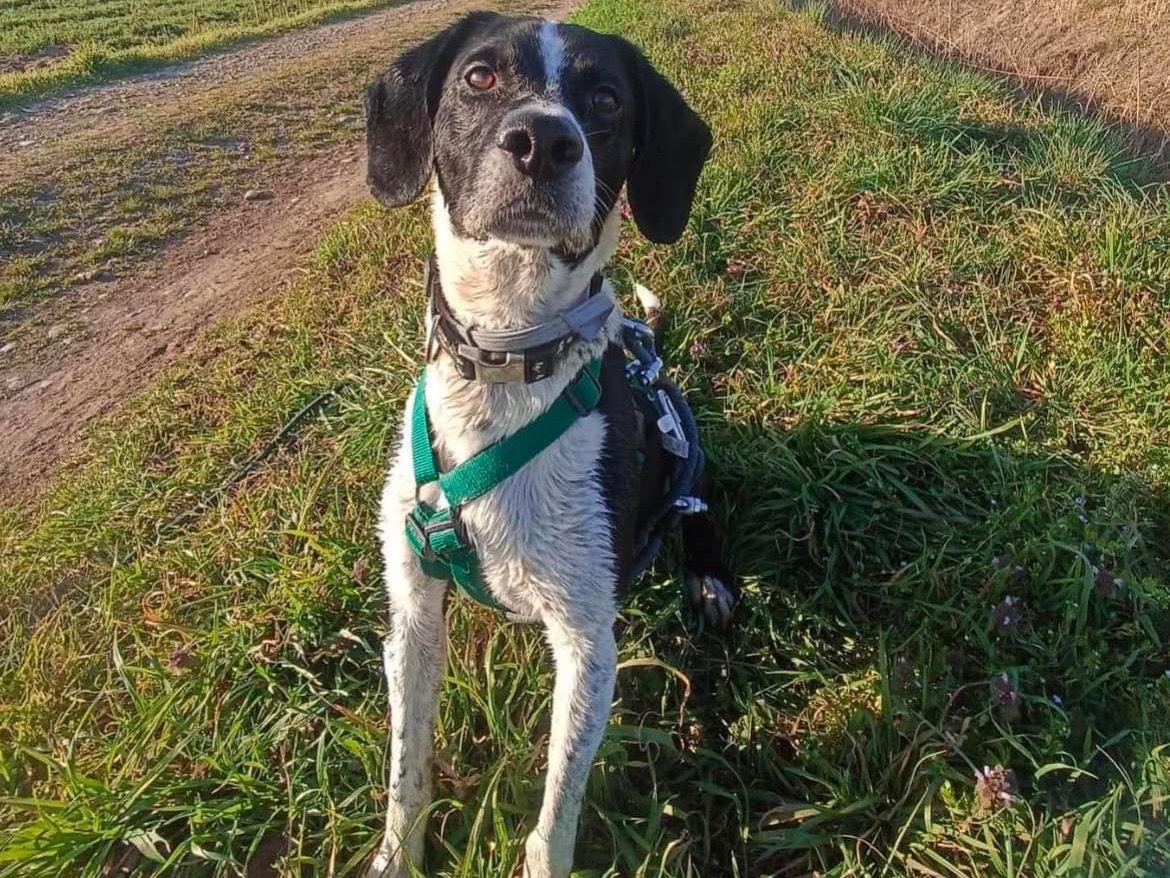 Adotta un cane, taglia media contenuta, maschio, Bergamo