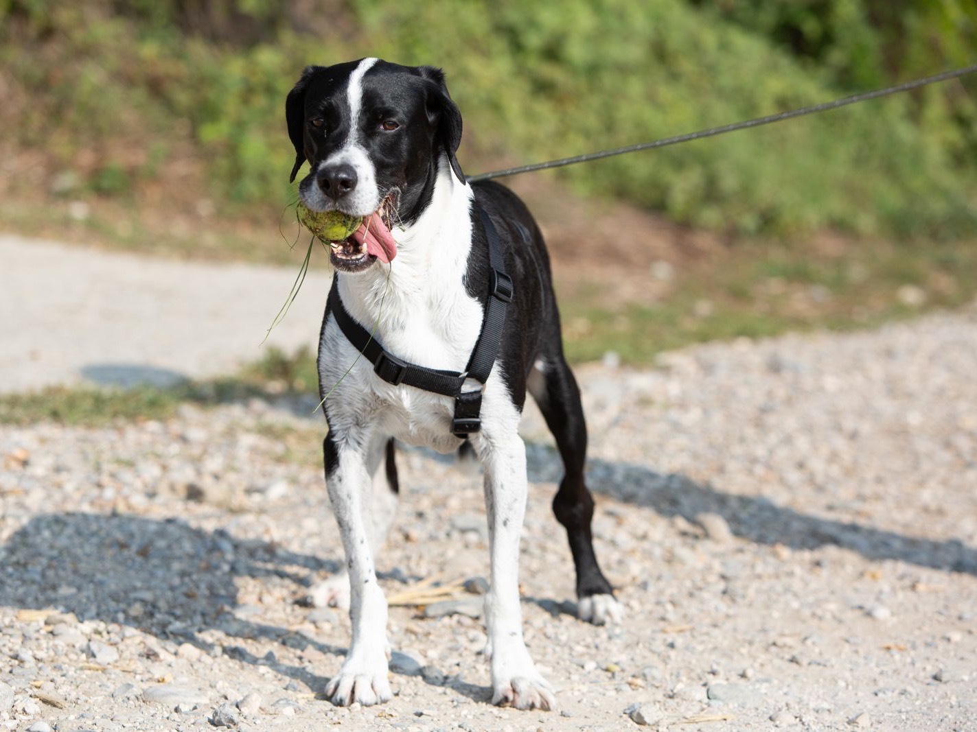 Adotta il cane CHARAS a Bergamo