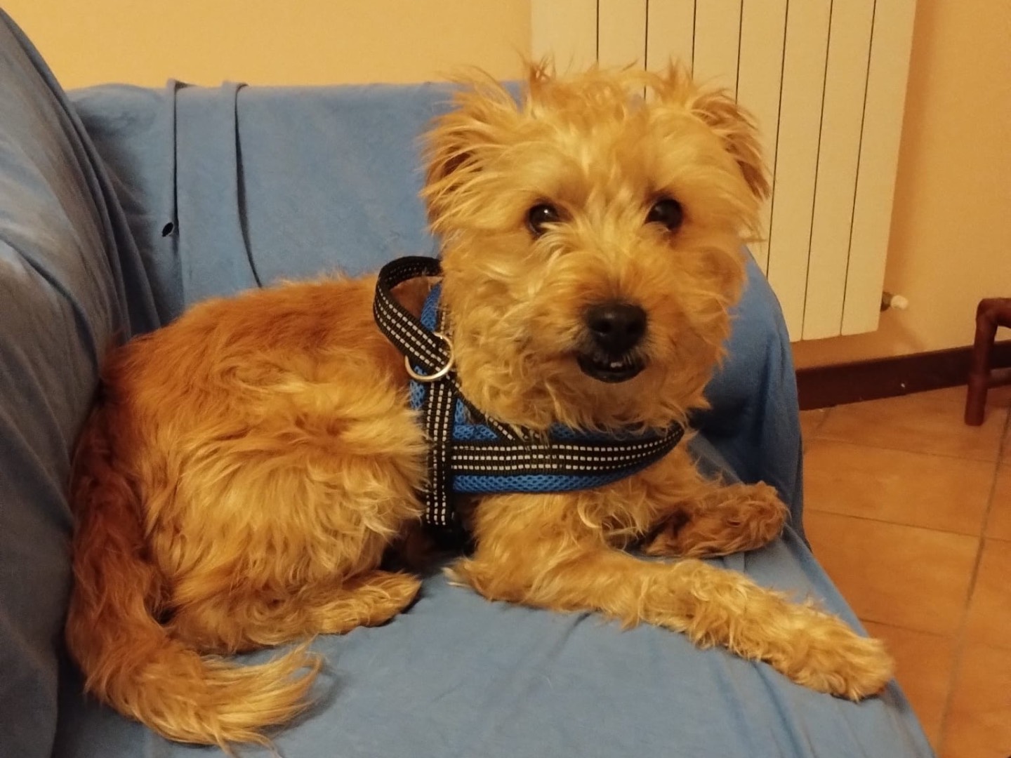 Adozione cane, femmina, Razza sconosciuta Razza sconosciuta, 5 anni e 7 mesi, taglia piccola, Milano