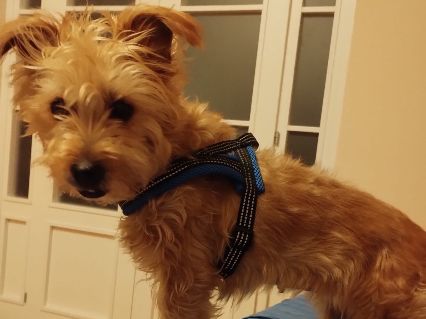 Adotta un cane, femmina, 5 anni e 7 mesi, Milano