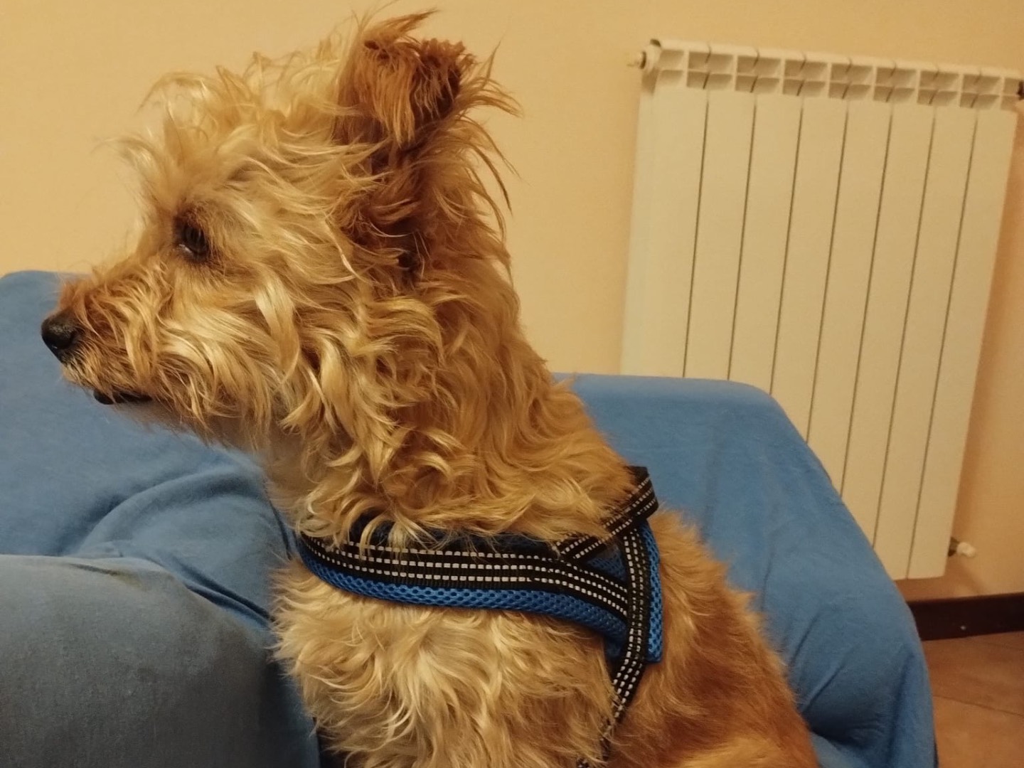 Adotta un cane, taglia piccola, femmina, Milano