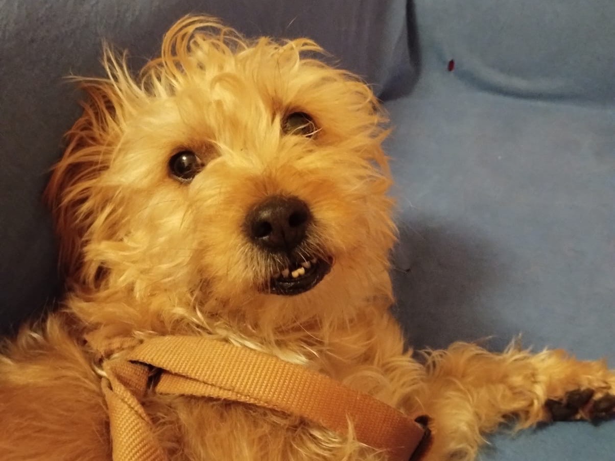 Vuoi adottare un cane a Milano?