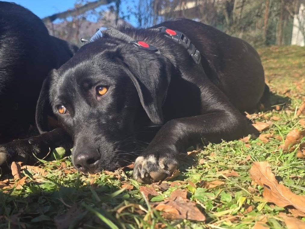 Adozione cane, maschio, Razza sconosciuta Razza sconosciuta, 1 anno, taglia media contenuta, Bergamo