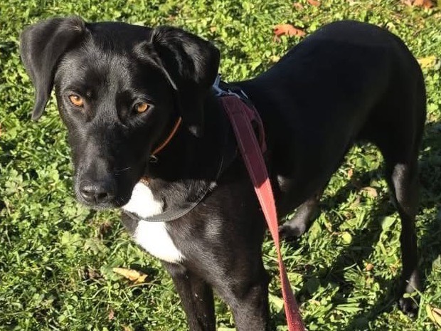 Adotta un cane, maschio, 1 anno, Bergamo