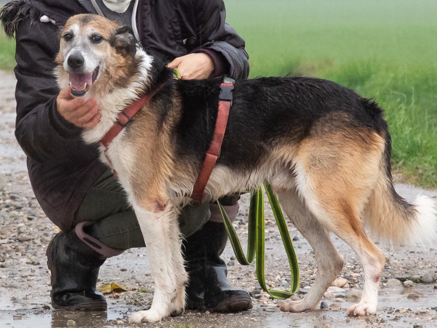 Adozione cane, maschio, Razza sconosciuta Razza sconosciuta, 12 anni e 3 mesi, taglia media contenuta, Bergamo