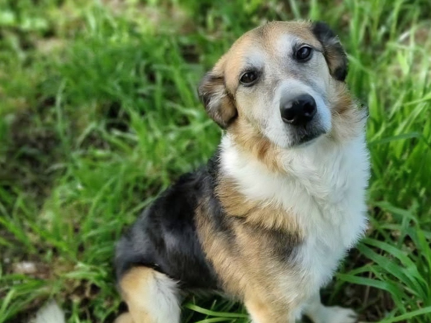 Adotta un cane, maschio, 12 anni e 3 mesi, Bergamo