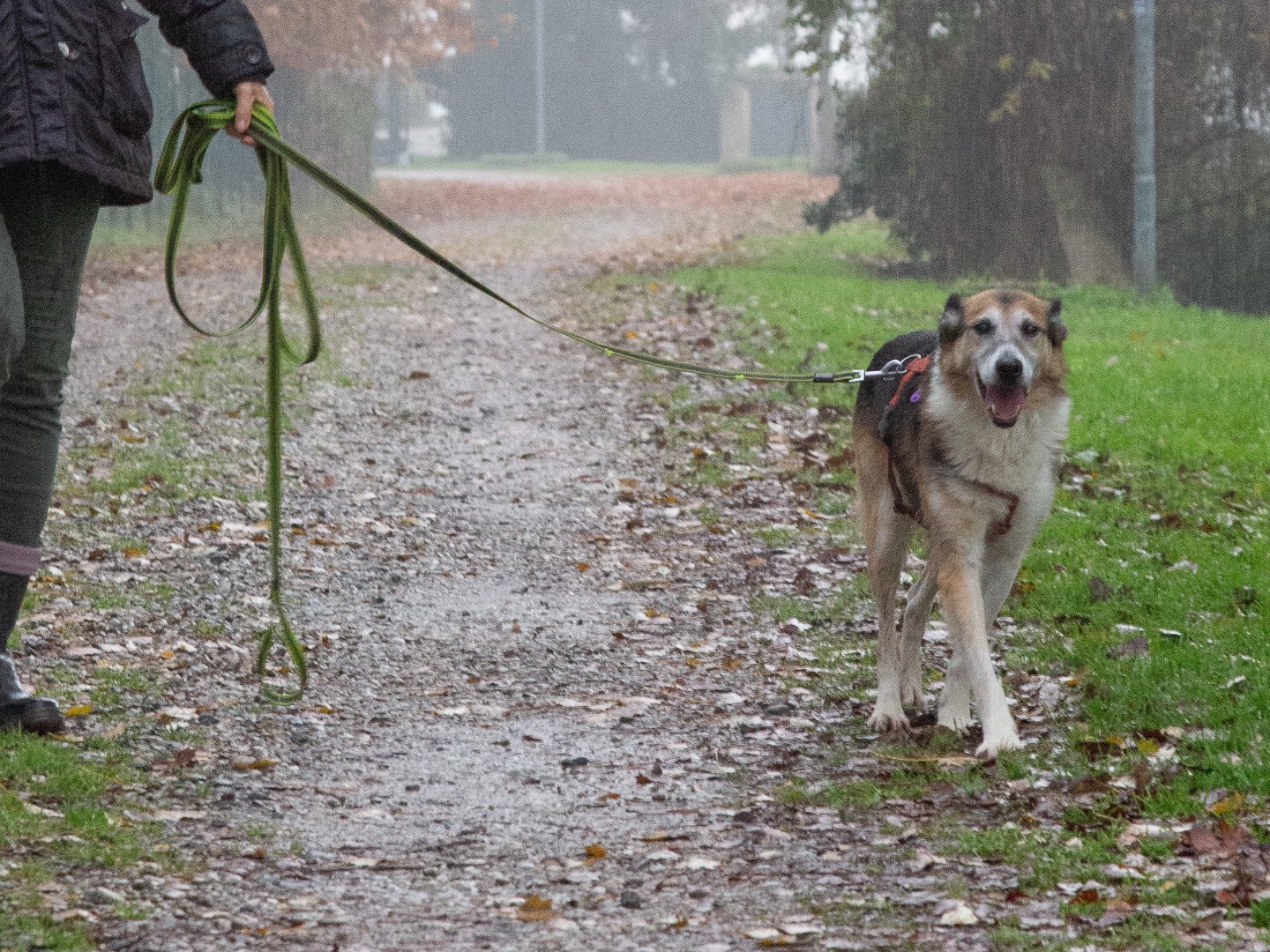 Adotta un cane, taglia media contenuta, maschio, Bergamo