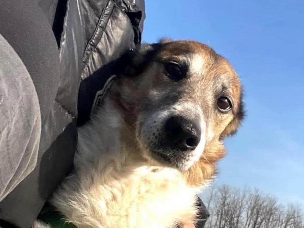 Vuoi adottare un cane a Bergamo?