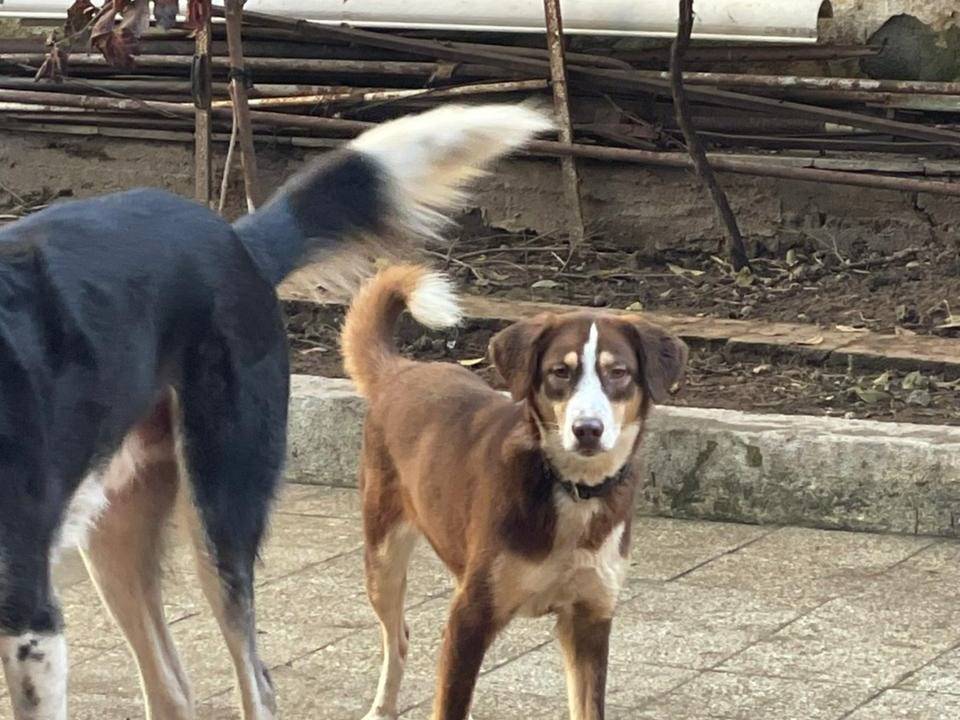 Adotta un cane, femmina, 8 mesi, Bari