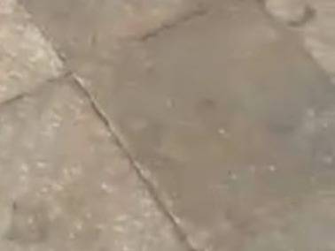 Adotta un cane, taglia media, femmina, Bari