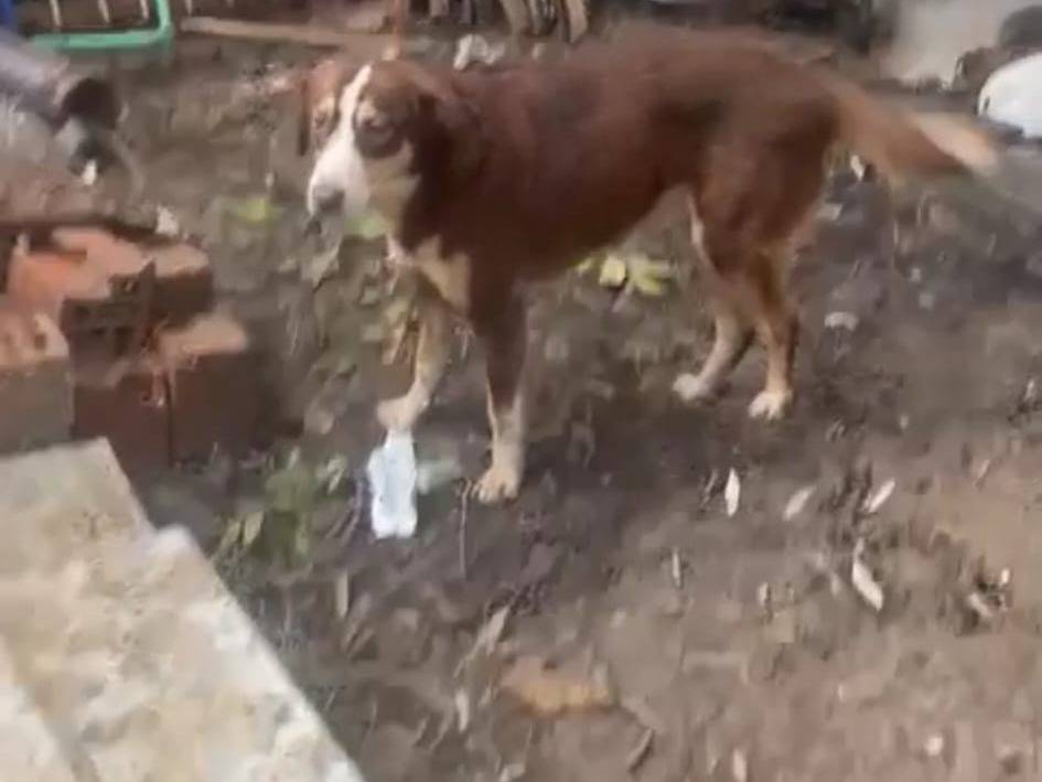 Vuoi adottare un cane a Bari?