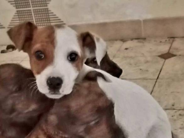 Adozione cane, maschio, Razza sconosciuta Razza sconosciuta, 2 mesi, taglia piccola, Vibo