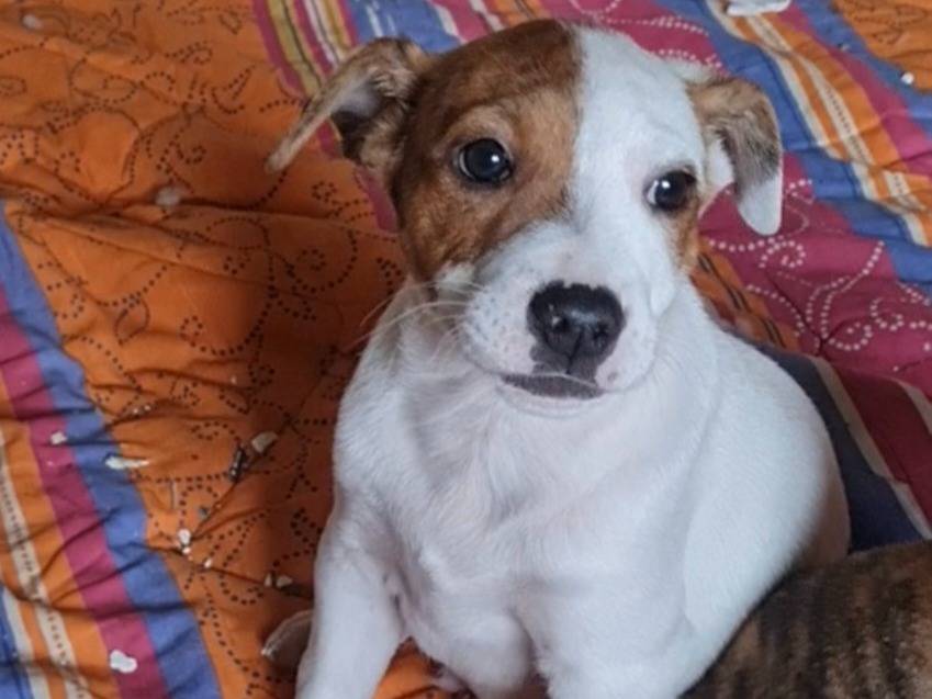 Adotta un cane, maschio, 2 mesi, Vibo