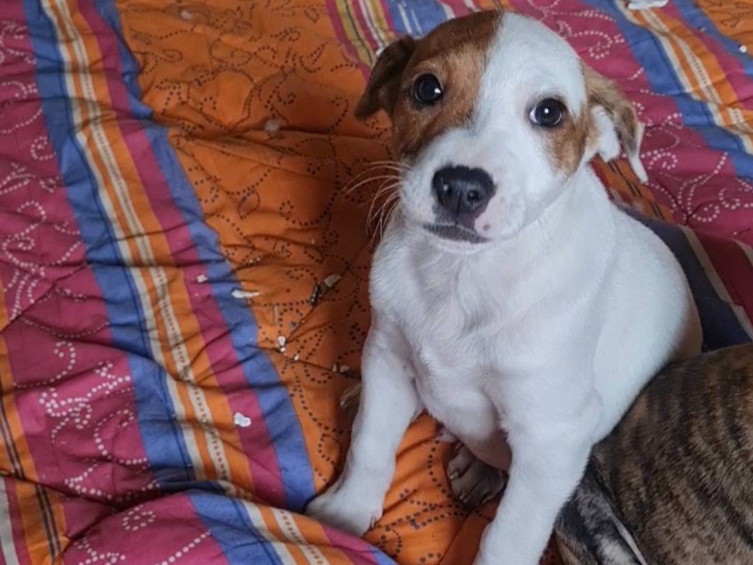 Adotta un cane, taglia piccola, maschio, Vibo