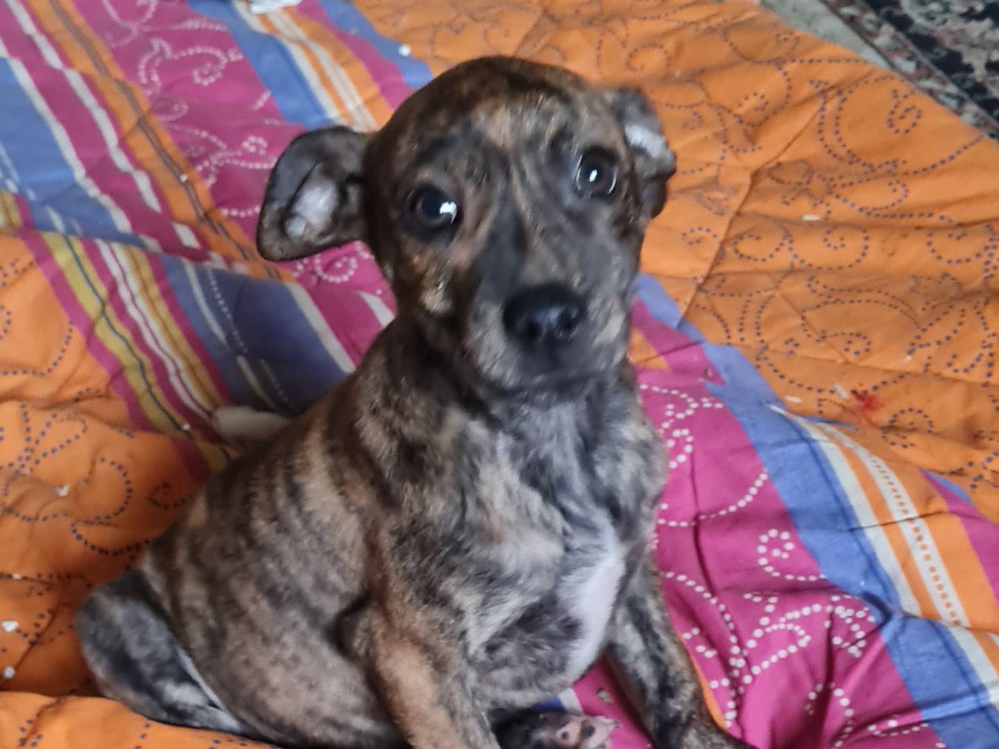 Adotta un cane, femmina, 2 mesi, Vibo