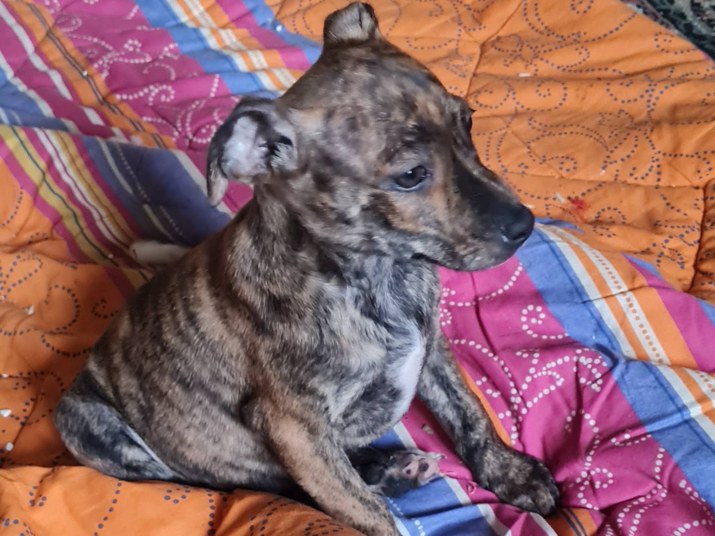 Adotta un cane, taglia piccola, femmina, Vibo