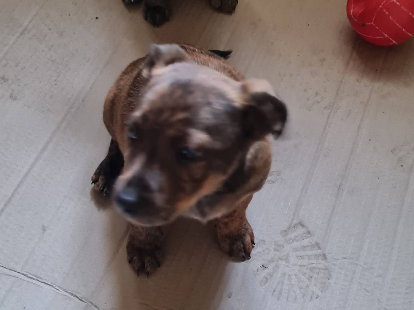 Adotta un cane, femmina, 2 mesi, Vibo