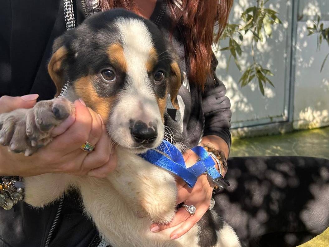 Adozione cane, maschio, Razza sconosciuta Razza sconosciuta, 4 mesi, taglia media, Torino