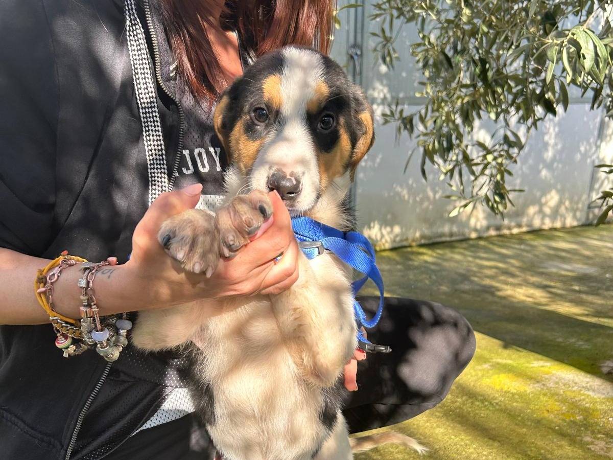 Adotta un cane, maschio, 4 mesi, Torino