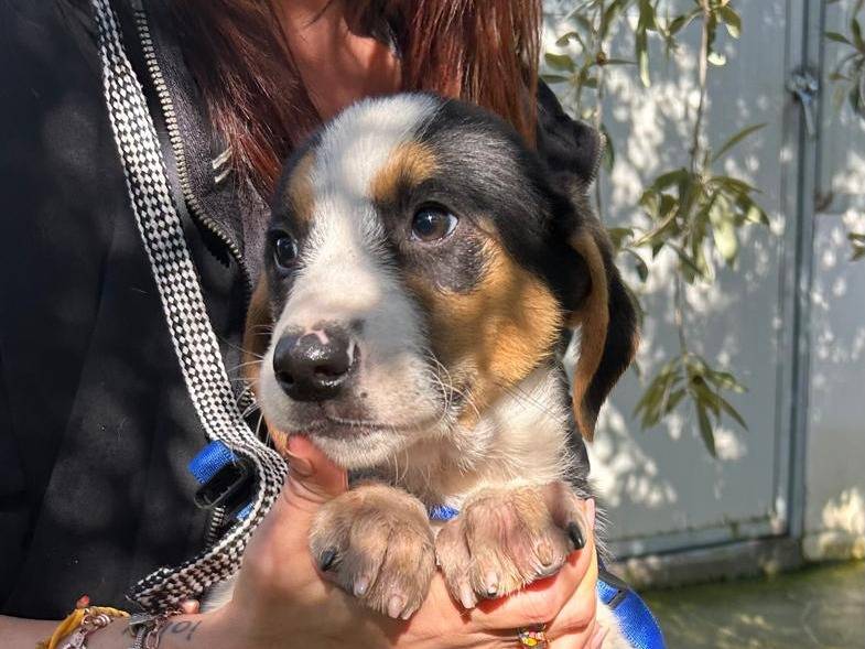 Adotta un cane, taglia media, maschio, Torino