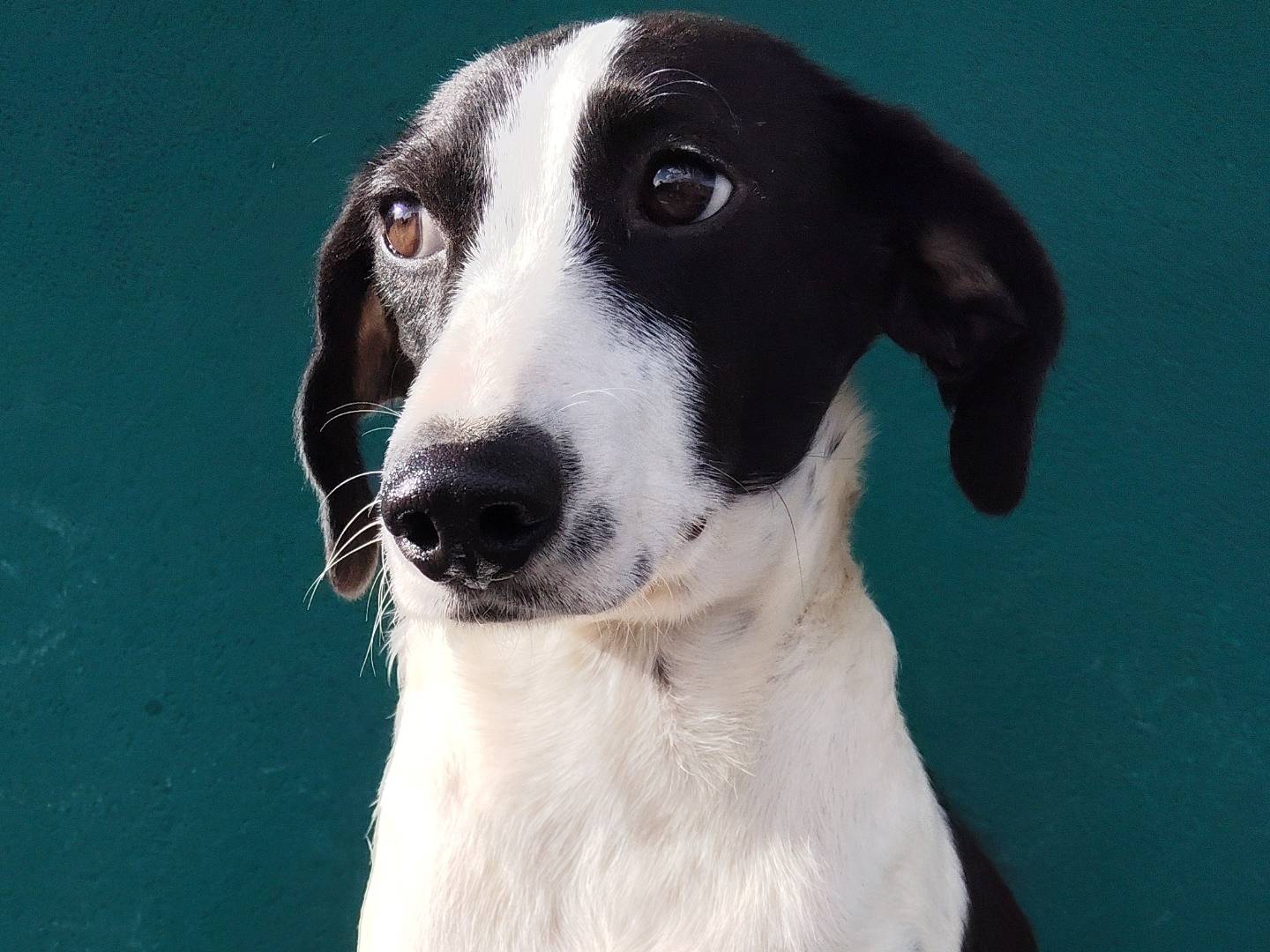 Adozione cane, femmina, Razza sconosciuta Razza sconosciuta, 1 anno e 5 mesi, taglia media contenuta, Bergamo