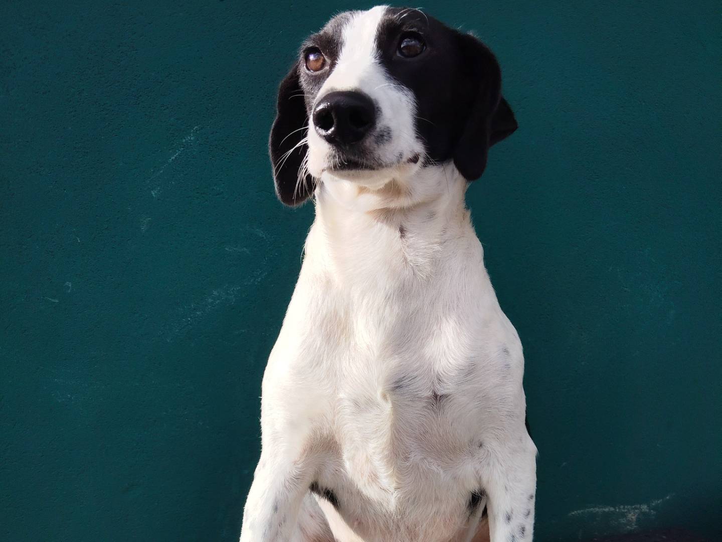 Adotta un cane, femmina, 1 anno e 5 mesi, Bergamo