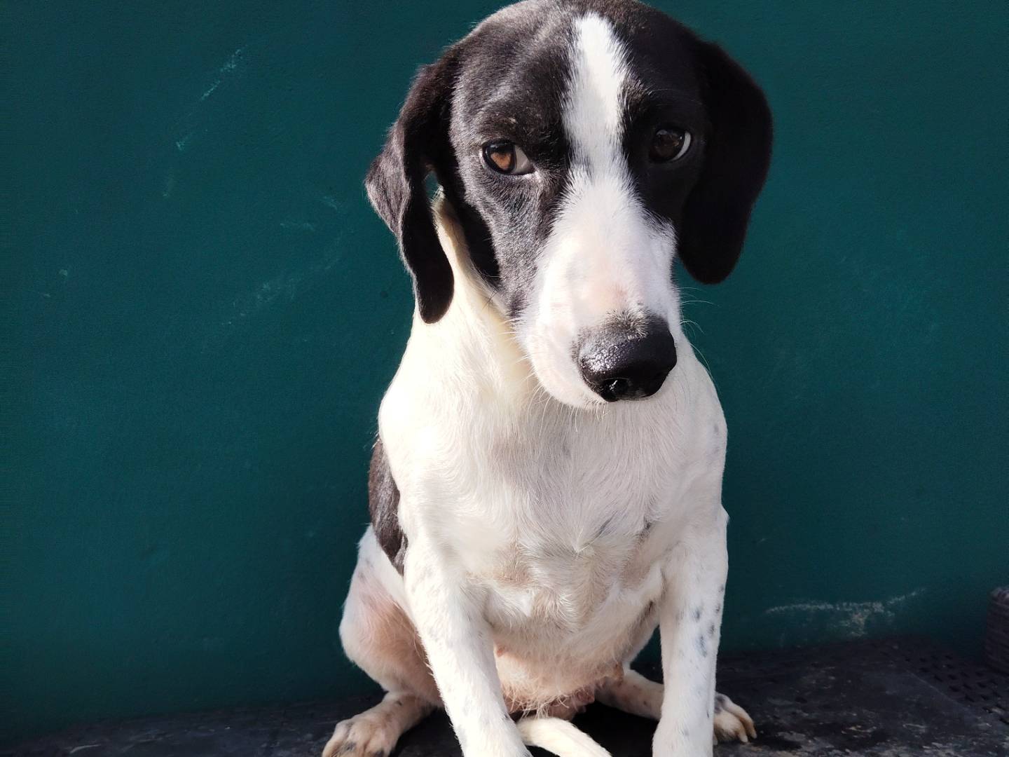 Adotta un cane, taglia media contenuta, femmina, Bergamo