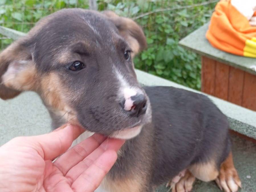 Adozione cane, maschio, Razza sconosciuta Razza sconosciuta, 3 mesi, taglia media, Vibo