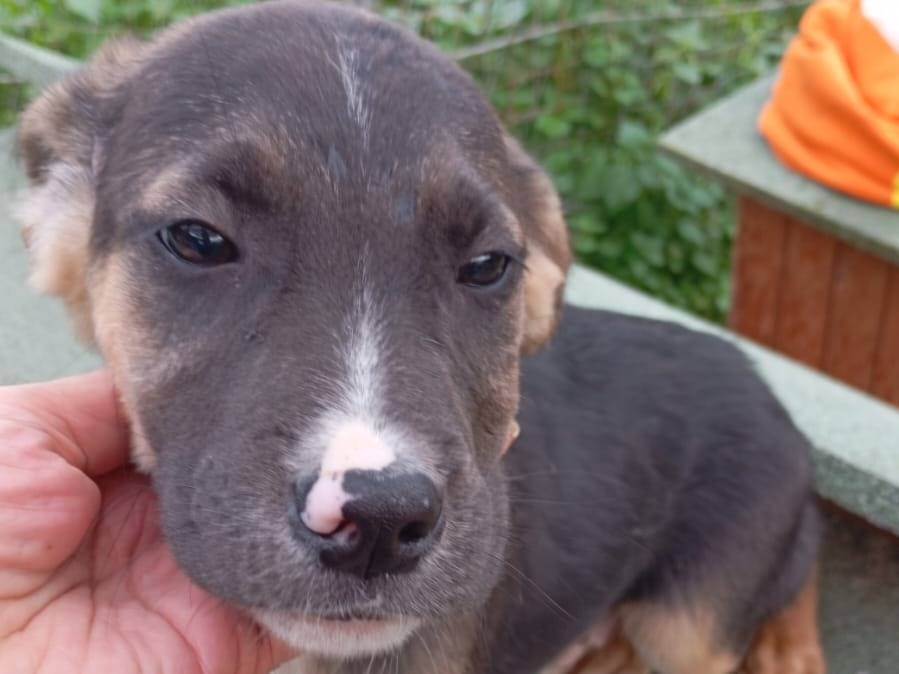 Adotta un cane, maschio, 3 mesi, Vibo