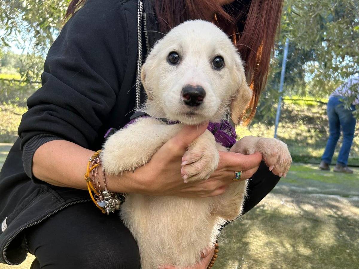 Adozione cane, femmina, Razza sconosciuta Razza sconosciuta, 4 mesi, taglia media, Torino