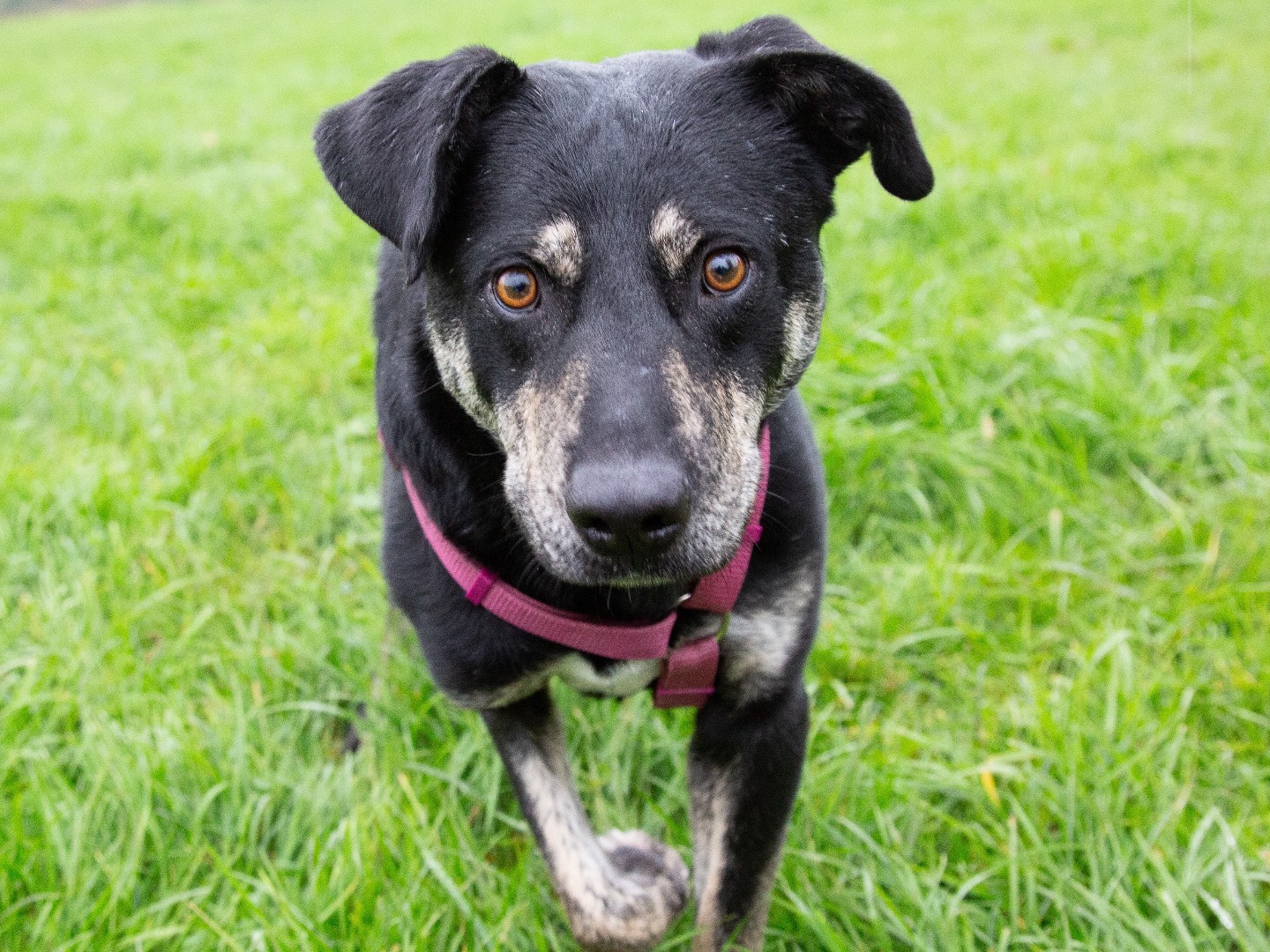 Adozione cane, maschio, Razza sconosciuta Razza sconosciuta, 3 anni e 11 mesi, taglia media, Bergamo