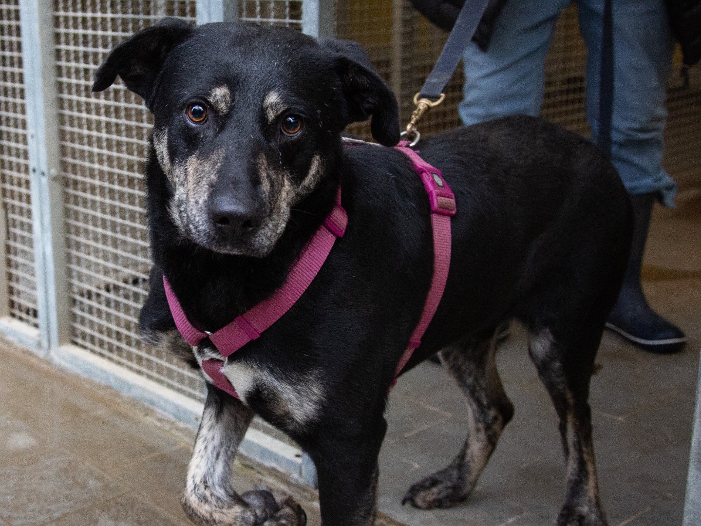 Adotta un cane, maschio, 3 anni e 11 mesi, Bergamo