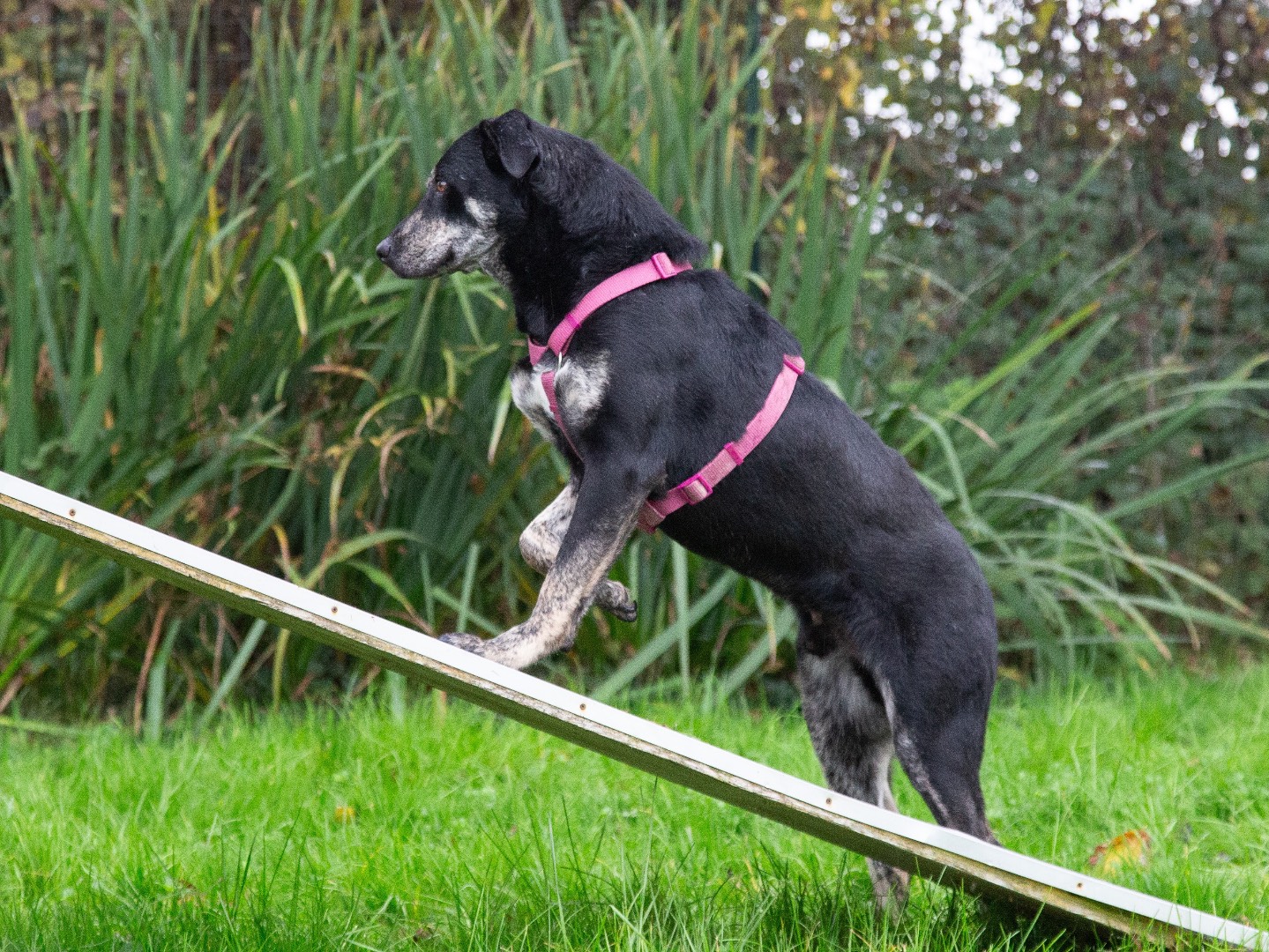 Adotta un cane, taglia media, maschio, Bergamo