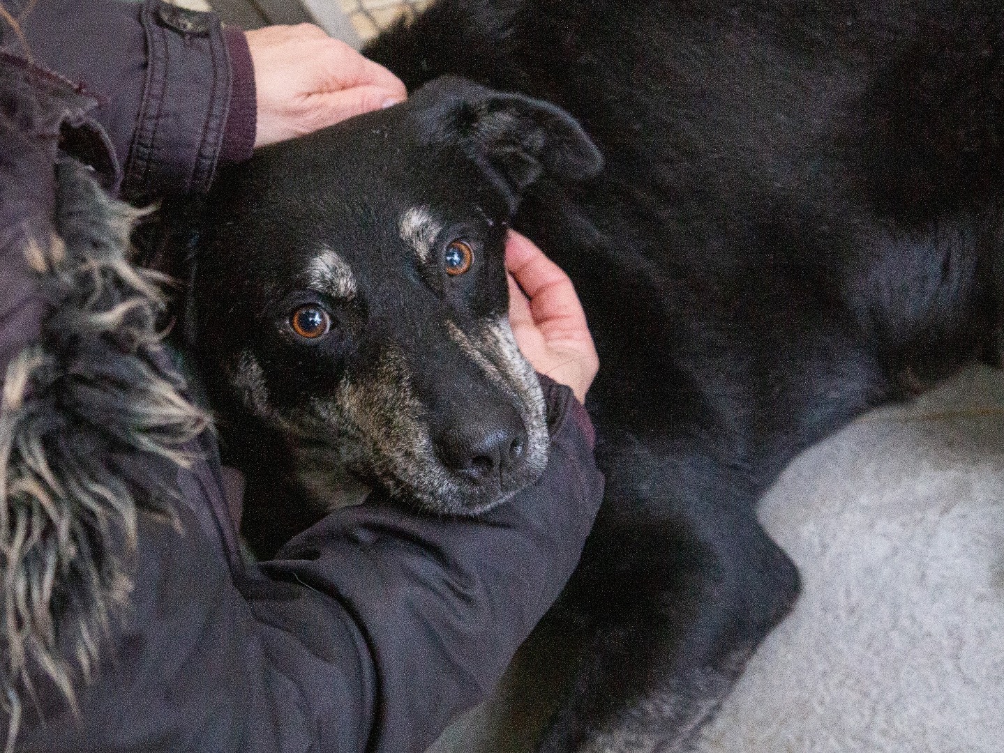 Vuoi adottare un cane a Bergamo?