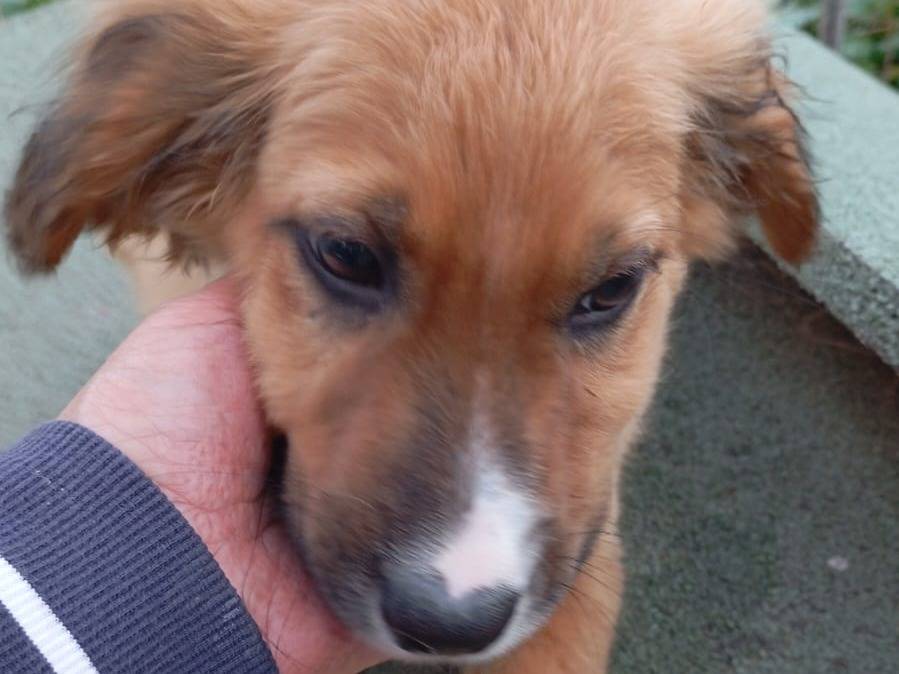 Adotta un cane, maschio, 3 mesi, Vibo