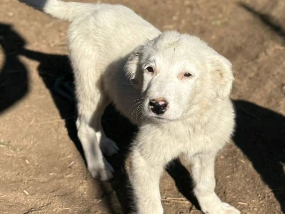 Adotta un cane, taglia media, femmina, Torino