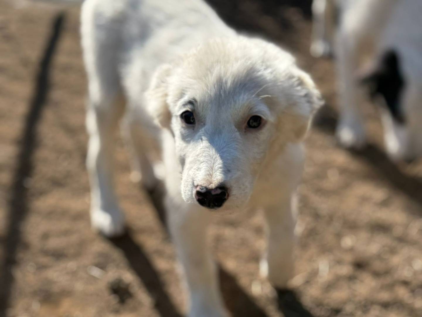Vuoi adottare un cane a Torino?