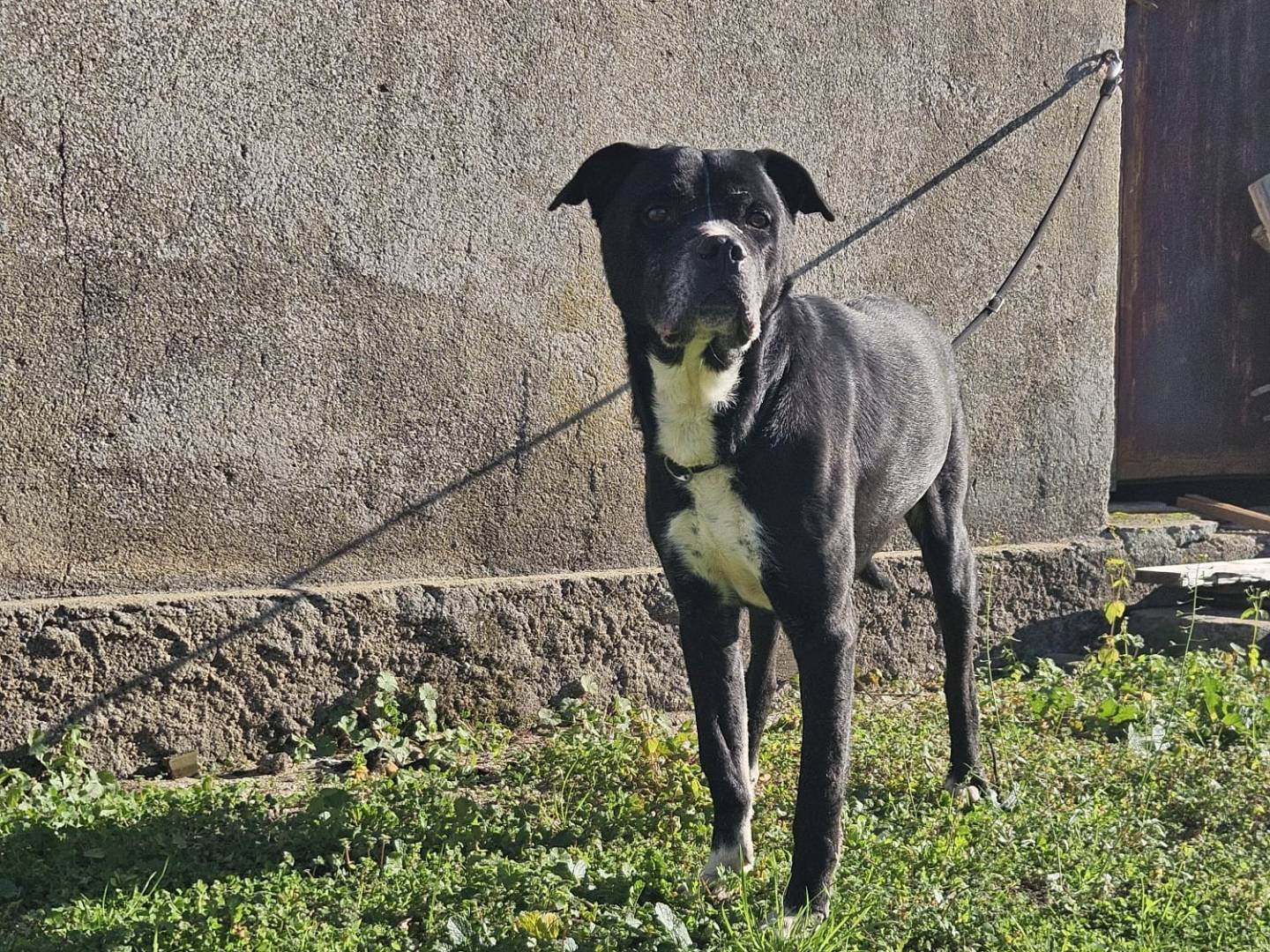 Adozione cane, maschio, Razza sconosciuta Razza sconosciuta, 7 anni e 4 mesi, taglia grande, Vibo