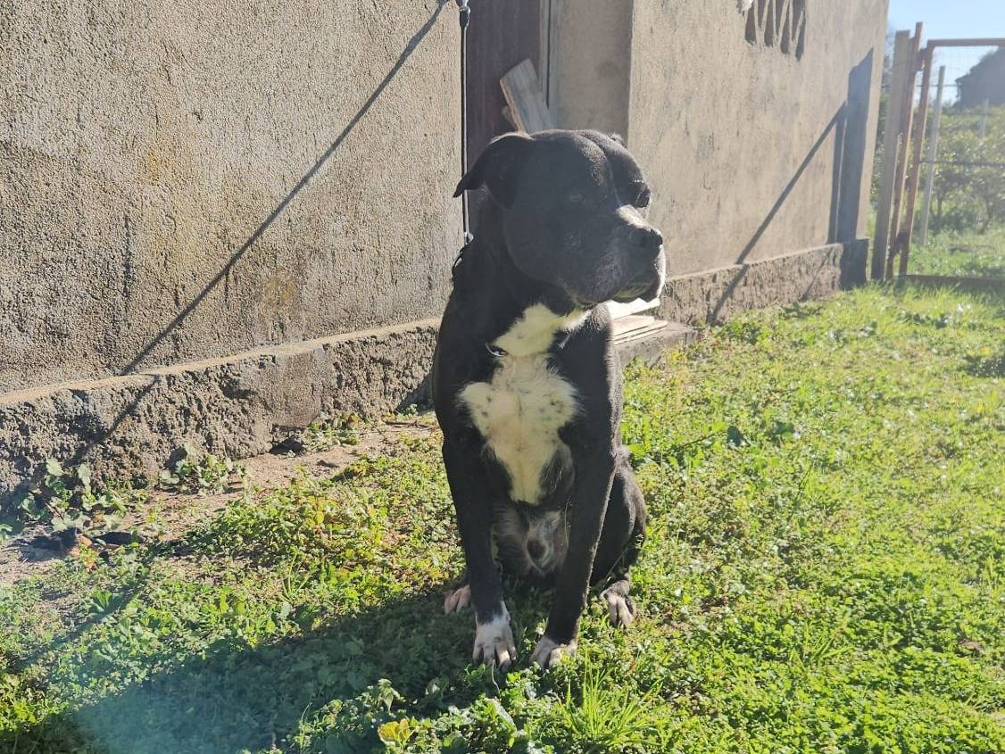 Adotta un cane, maschio, 7 anni e 4 mesi, Vibo