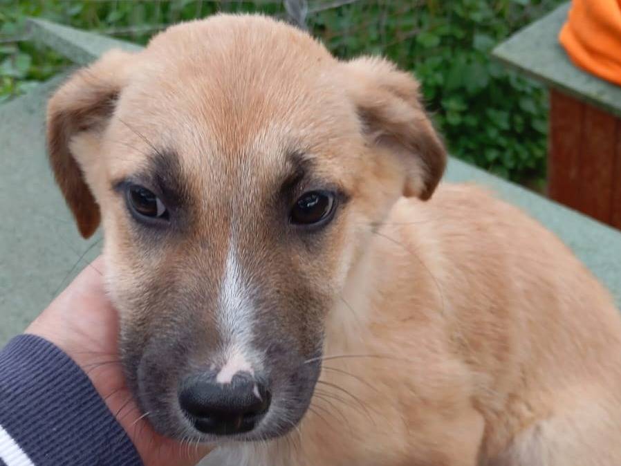 Adozione cane, maschio, Razza sconosciuta Razza sconosciuta, 3 mesi, taglia media, Vibo