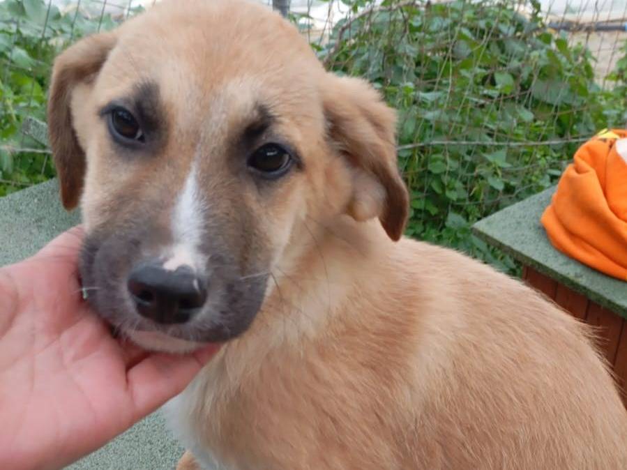 Adotta un cane, maschio, 3 mesi, Vibo