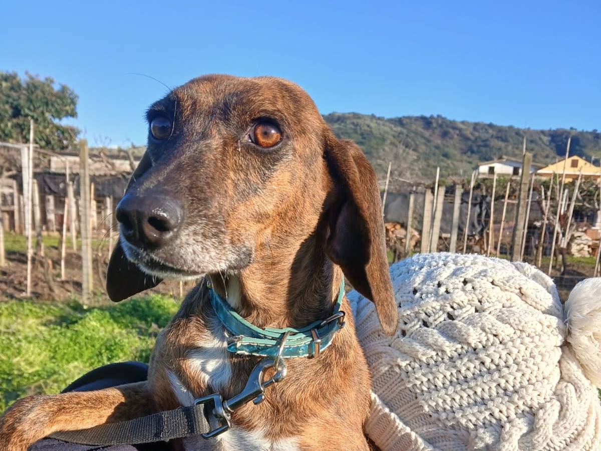Adozione cane, femmina, Segugio Razza sconosciuta, 1 anno e 11 mesi, taglia piccola, Vibo