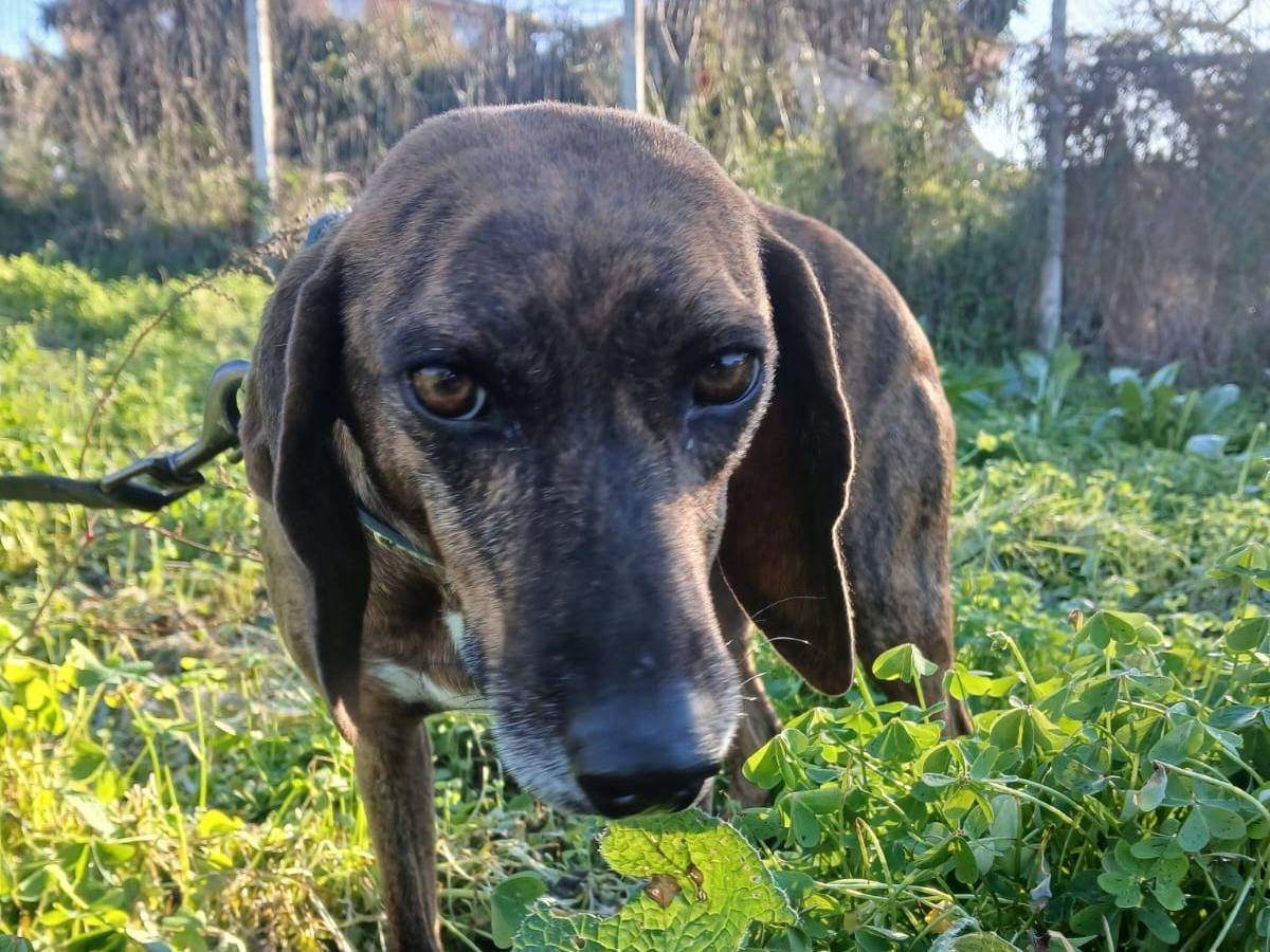 Adotta un cane, femmina, 1 anno e 11 mesi, Vibo