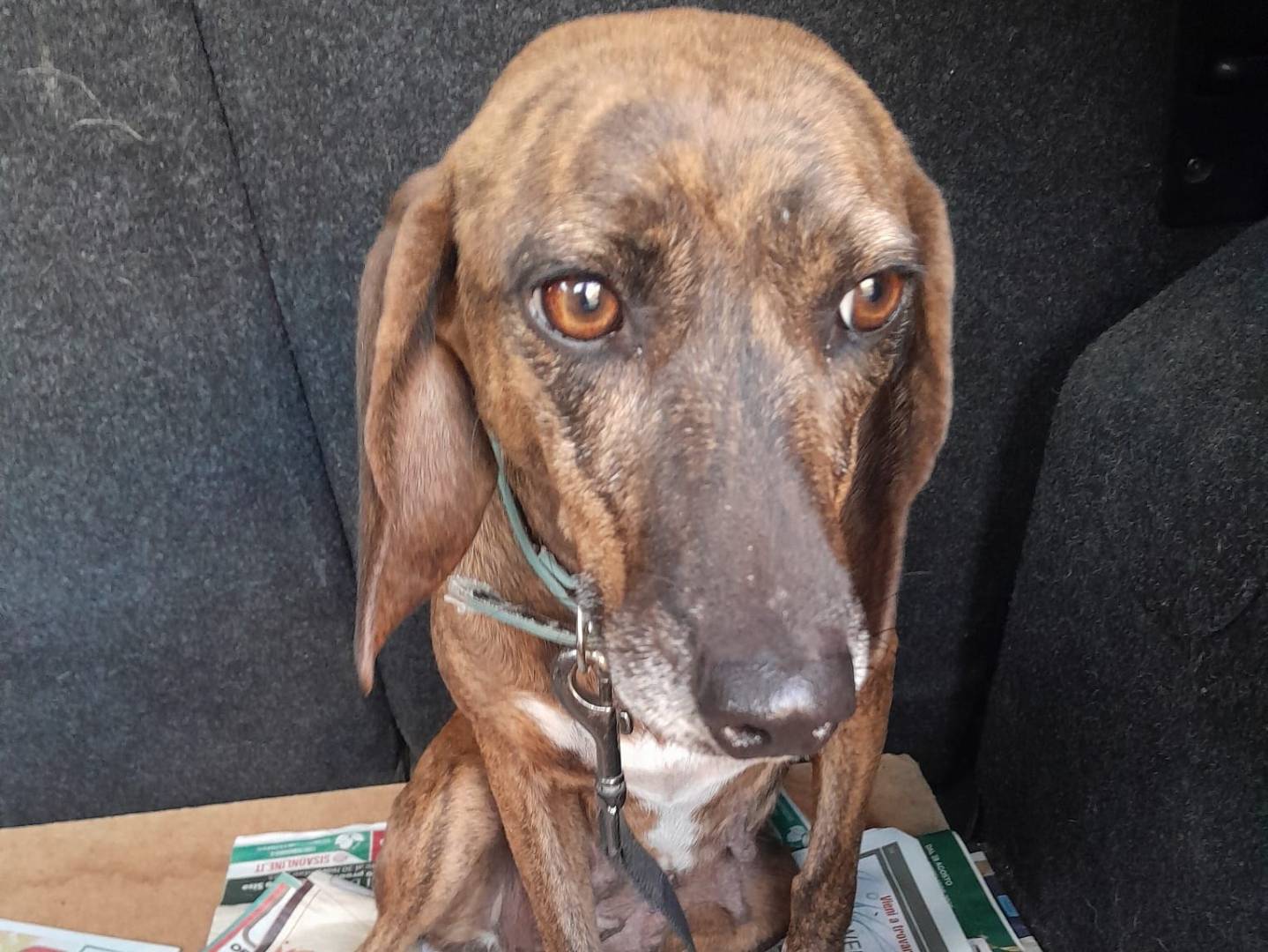 Adotta un cane, taglia piccola, femmina, Vibo