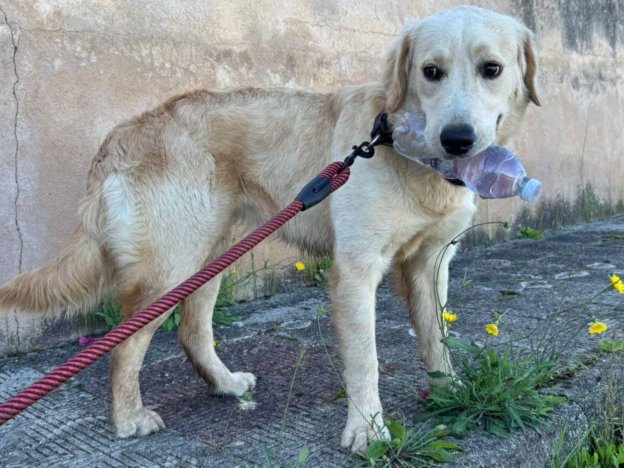 Adozione cane, femmina, Labrador Retriever Razza sconosciuta, 1 anno, taglia media, Varese